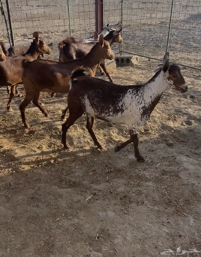 معزا حص دهم صنف 4
