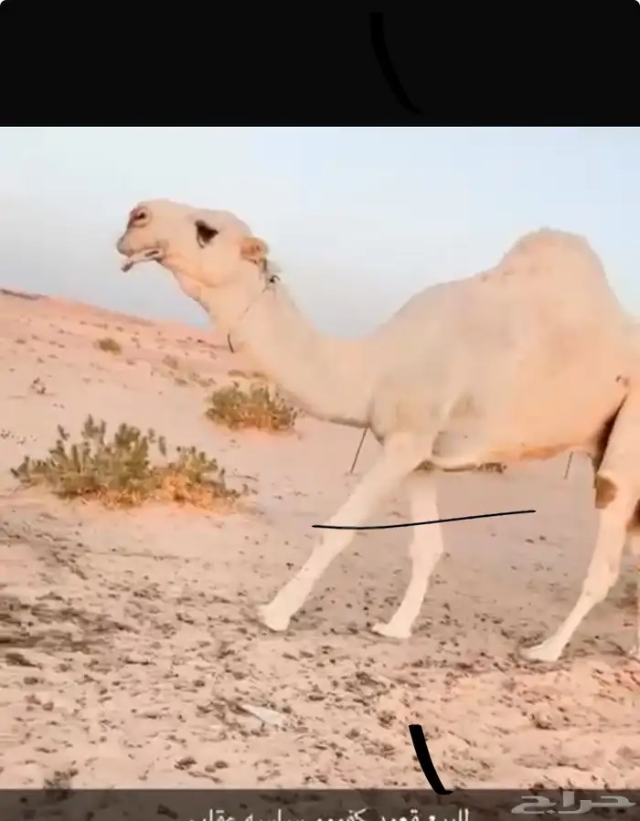 للبيع جمل 0