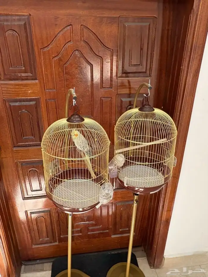 للبيع طيور ببغاوات للزينة نوع كوكاتيل و روز 9