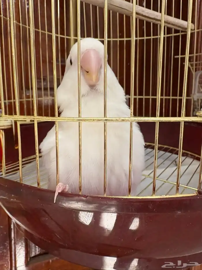 للبيع طيور ببغاوات للزينة نوع كوكاتيل و روز 0