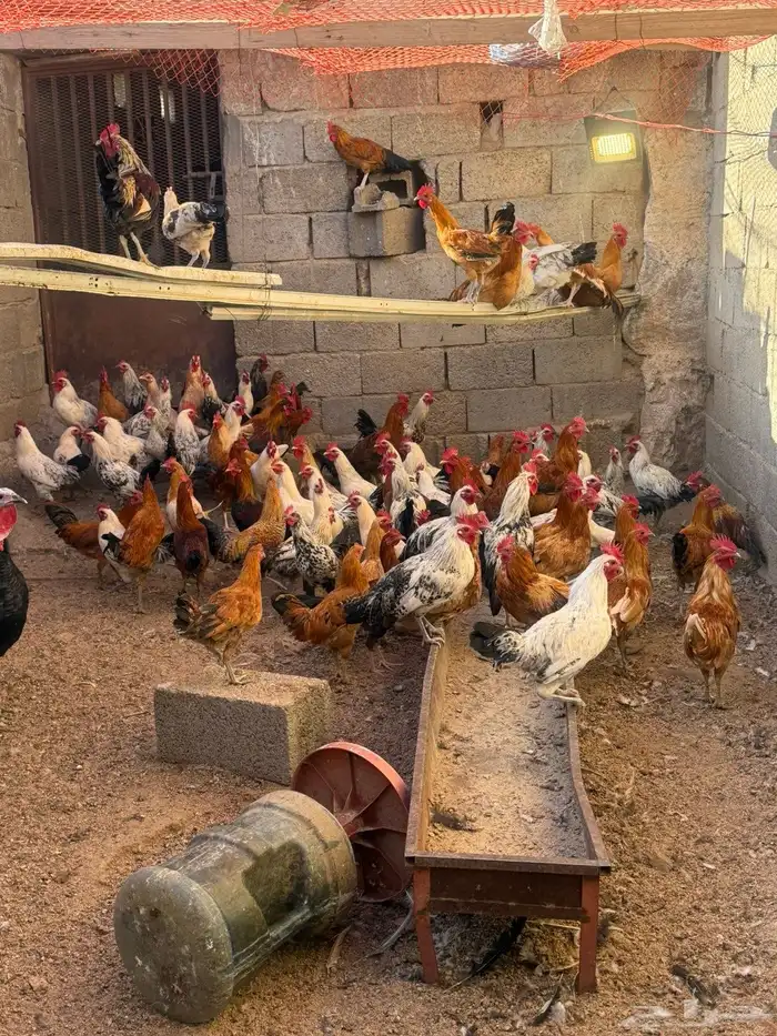 يوجد دجاج للبيع وديكة العمر 8اشهر 0