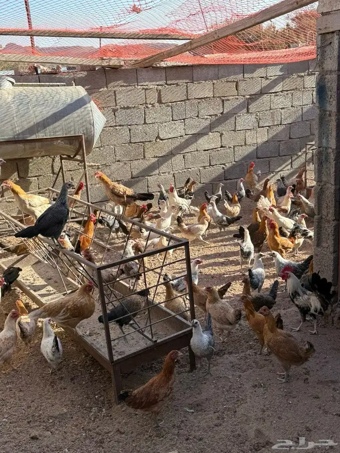 يوجد دجاج للبيع وديكة العمر 8اشهر 1