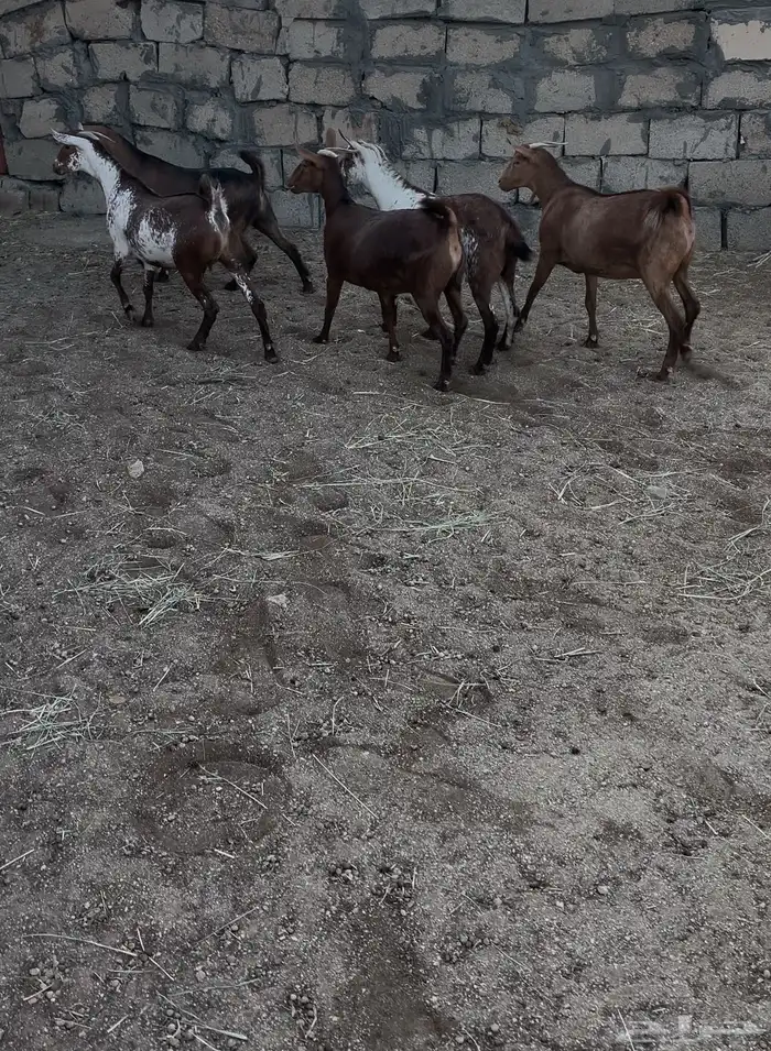معزا حص دهم صنف 3