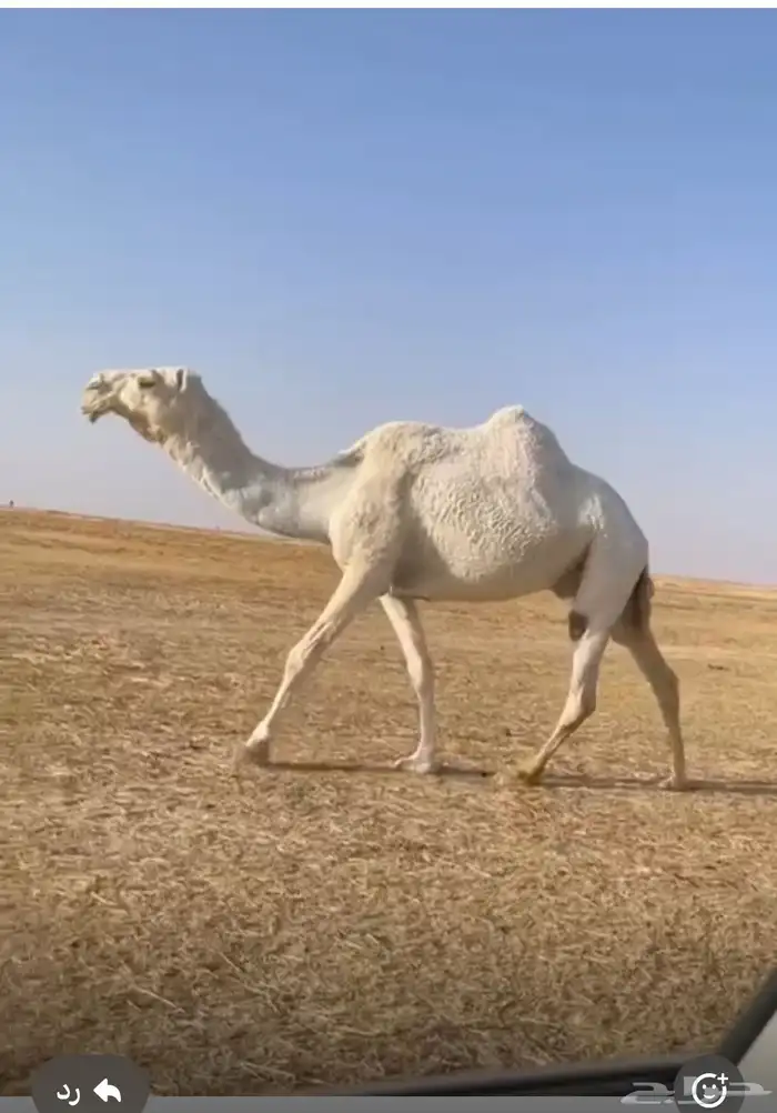 ناقه 0