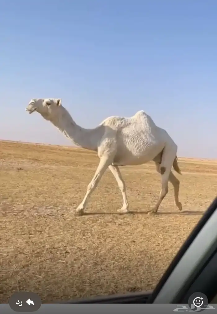 ناقه 1