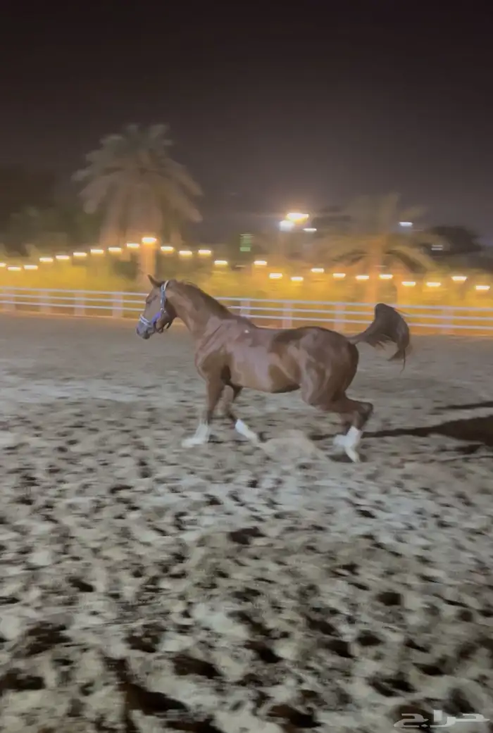حصان ركوب للبيع 1