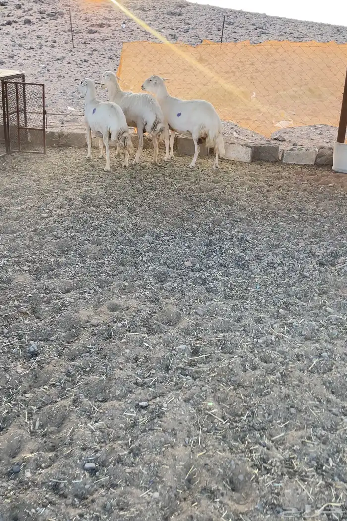 شوهات للبيع 0