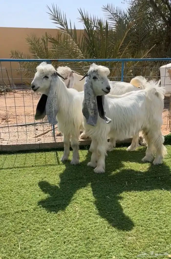 فحول عوارض بيض صنف نادر خصمم تم البيع 1