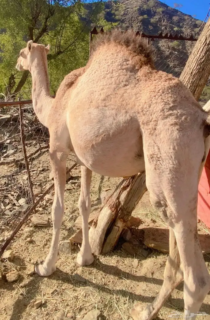 قعود لباني 2