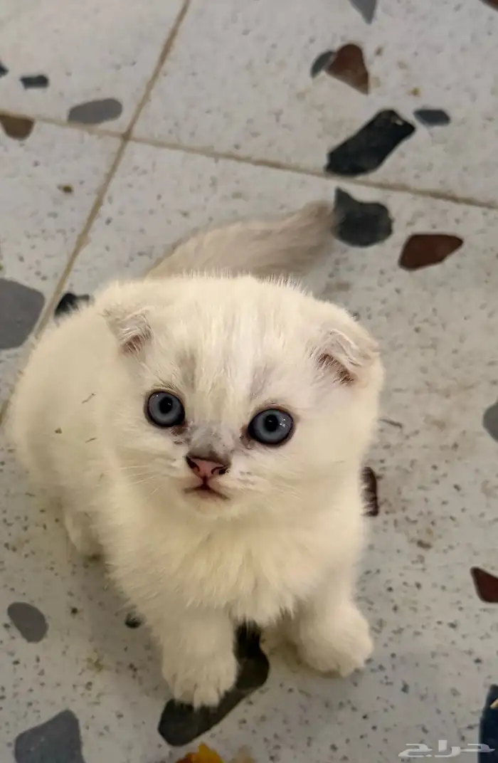 قط سكوتش انثى 5
