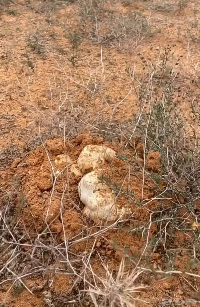 بذور برية جديده ونضيفه بالكيلو (رقروق) نبات (الجريد) 2