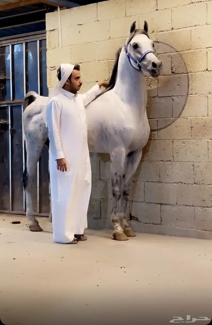 حصان واهو 1
