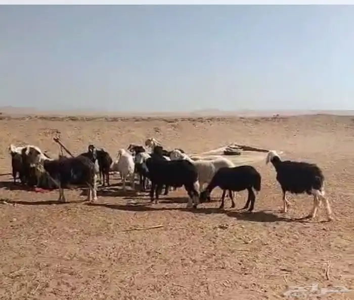 للبيع غنم ومعزاء 2