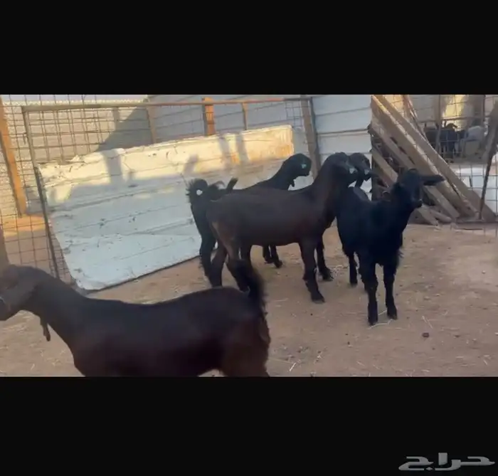 جفار سوريه 1