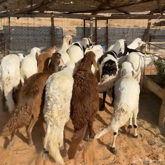 خرفان سواكن مرابي ( تم البيع ) 0