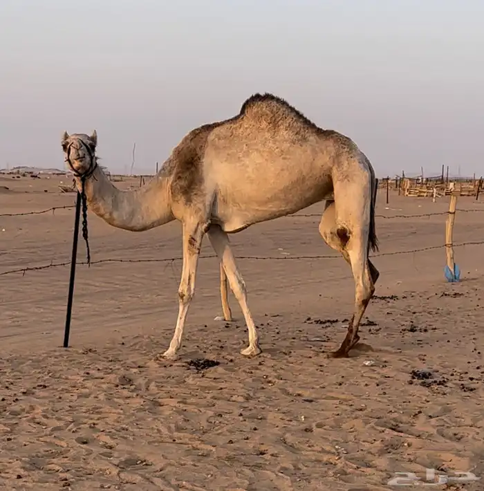 هجن 1