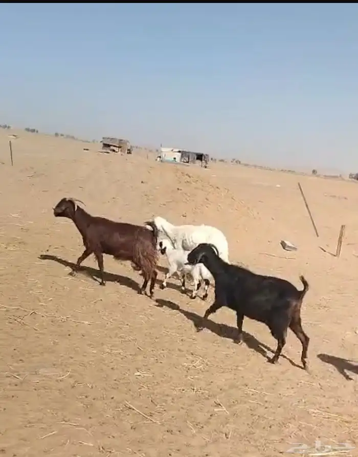للبيع غنم ومعزاء 1