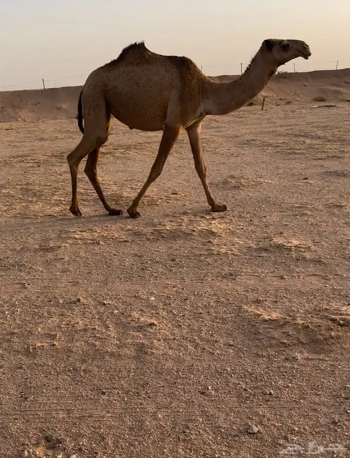 بكره حقه شعلا 0