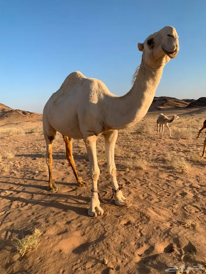 بعير باتلي منتج السن رباع 2
