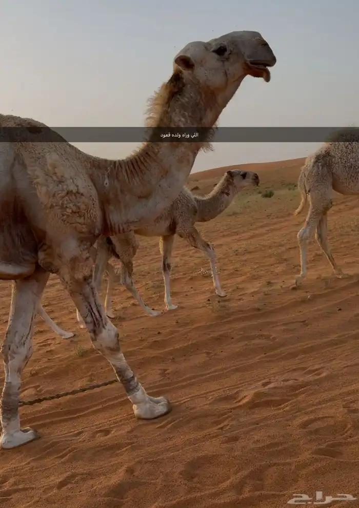 بعير باتلي منتج السن رباع 0