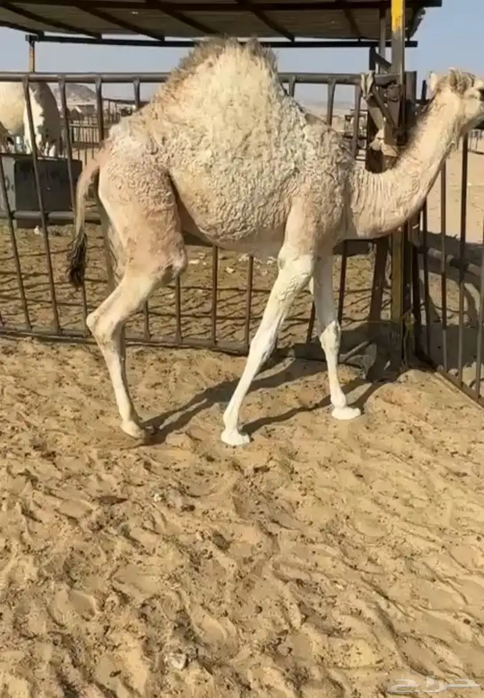 بكره كفو فل مغلقه تحت امها ترضع للبيع التواصل اتصال 0