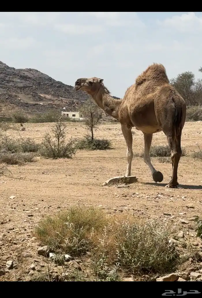 ناقه شماليه ماخض على جميع الشروط 2