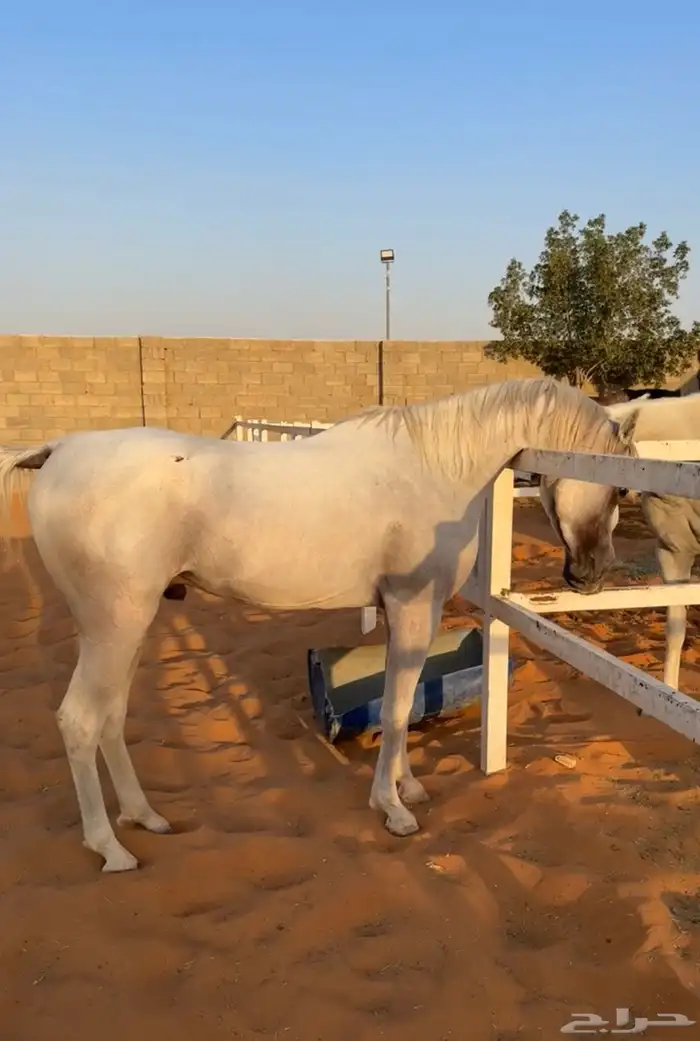 حصان واهو فاخر 3