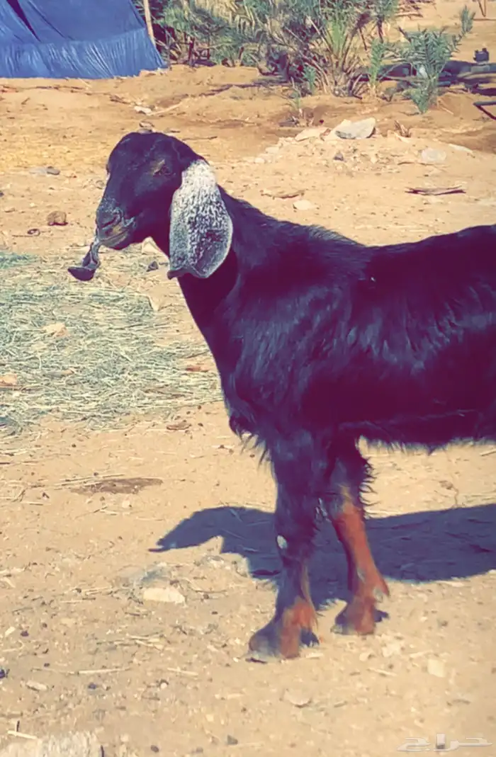تيس احو صنف الموقع خيبر الجنوب 1