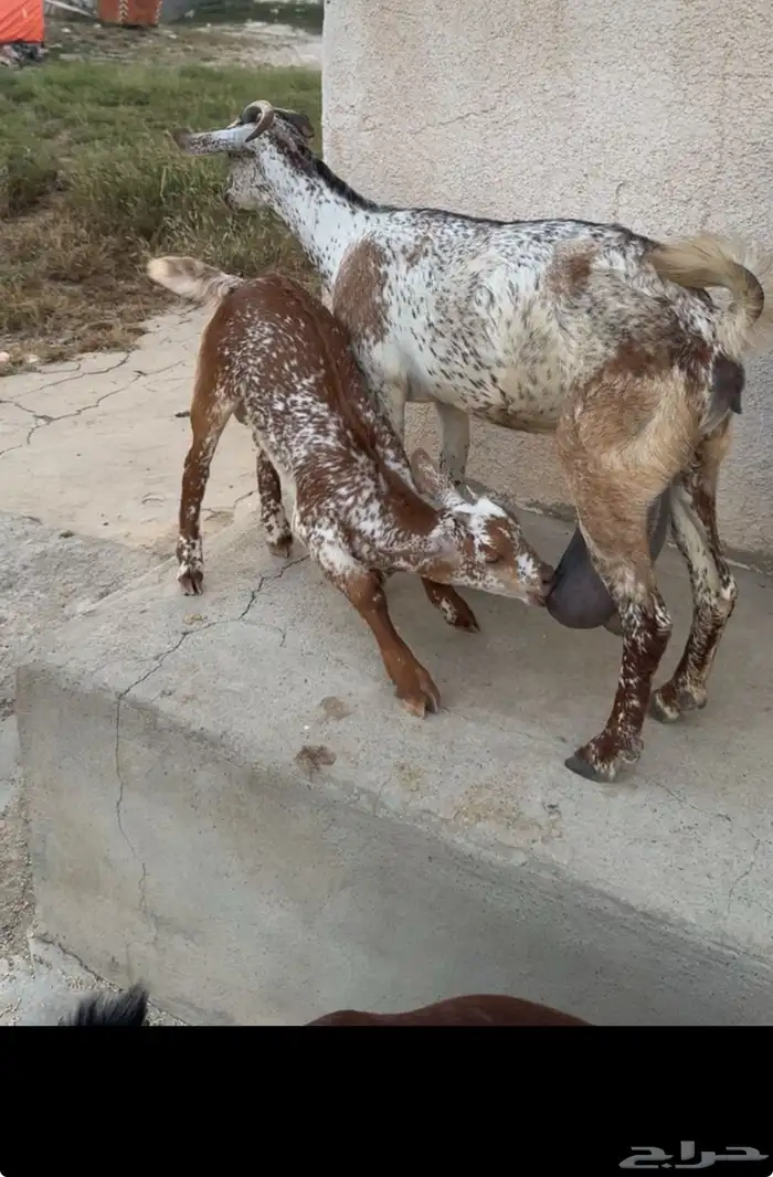معزا تحتها ذكر 0