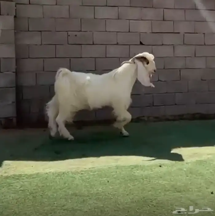 تيس ابيض مشروك طيب 0