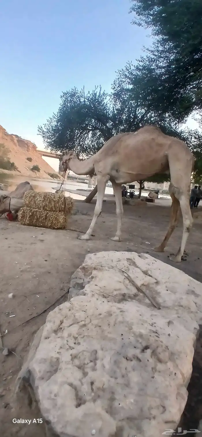 أجار جمال ركبي وا خيول وا دبابات بي اليوم وا الاسبوع 1