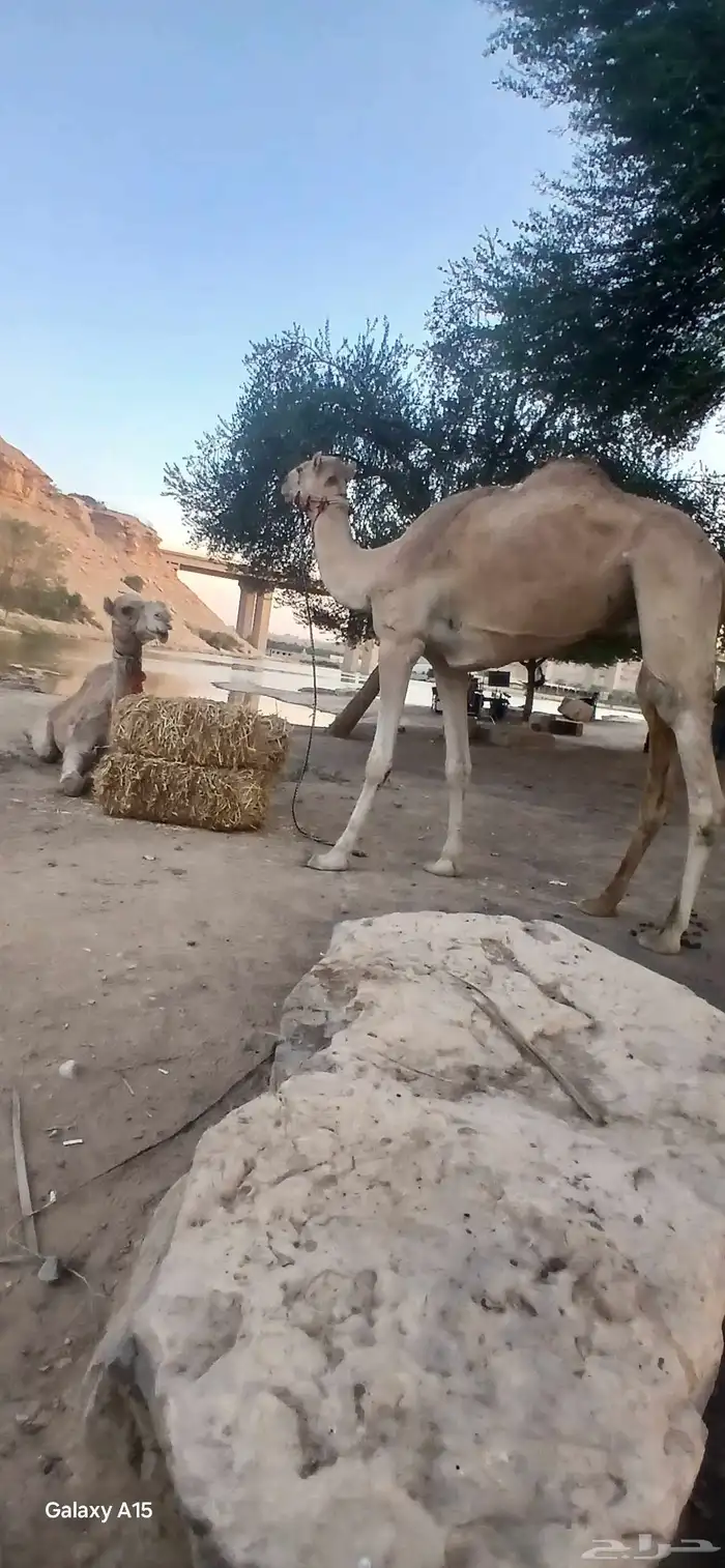 أجار جمال ركبي وا خيول وا دبابات بي اليوم وا الاسبوع 0