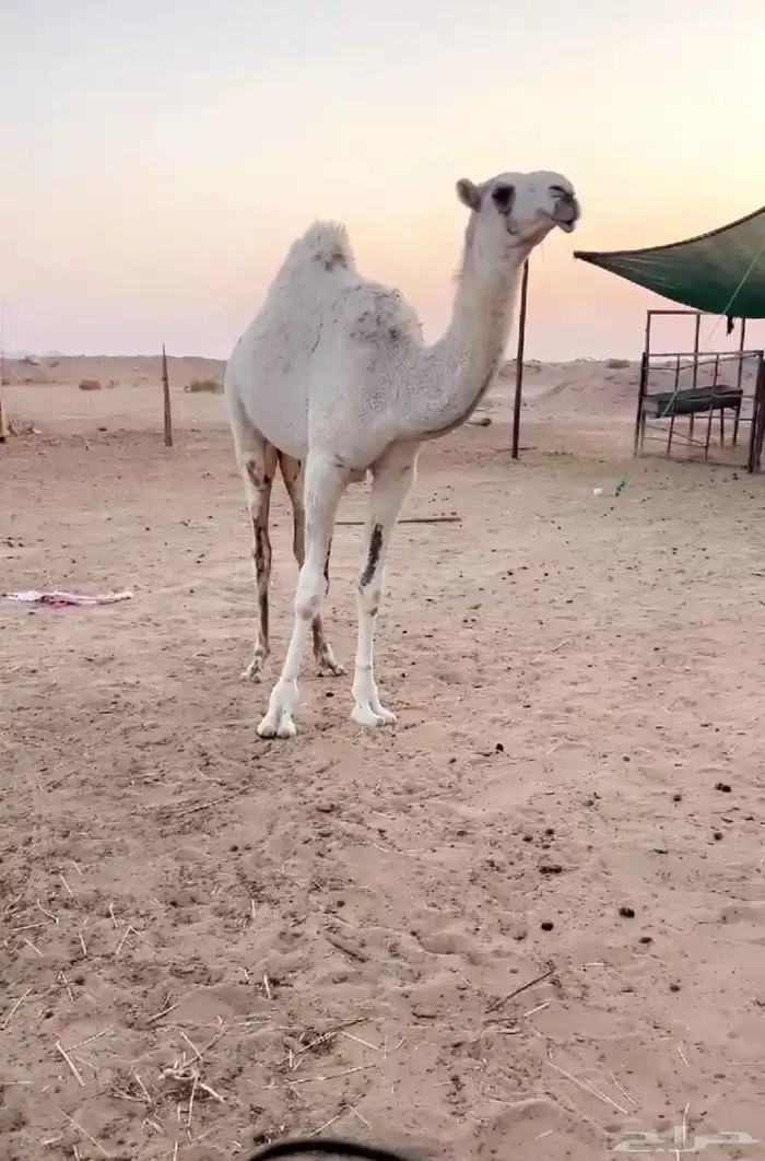 بكره رمانيه للبيع 1