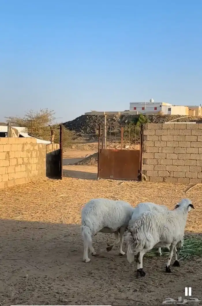 غنم كفو للبيع 1