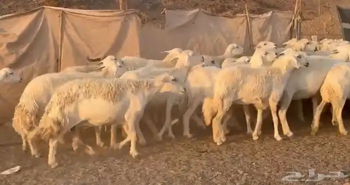 حرش فاخره وسعر طيب 5