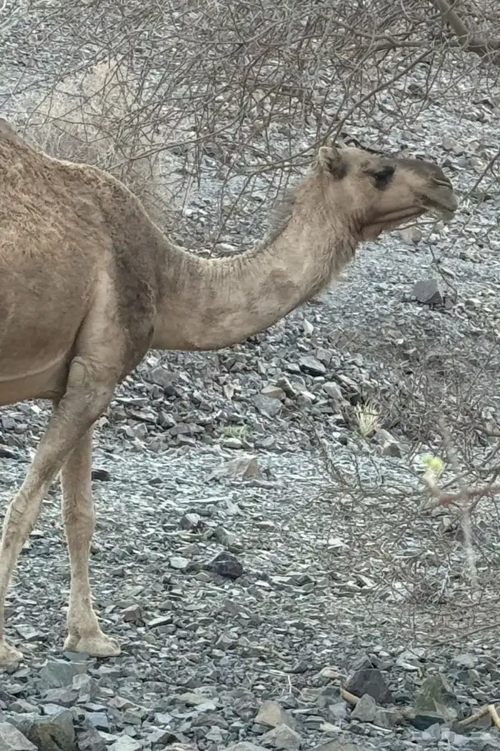 ناقه حمرا 6