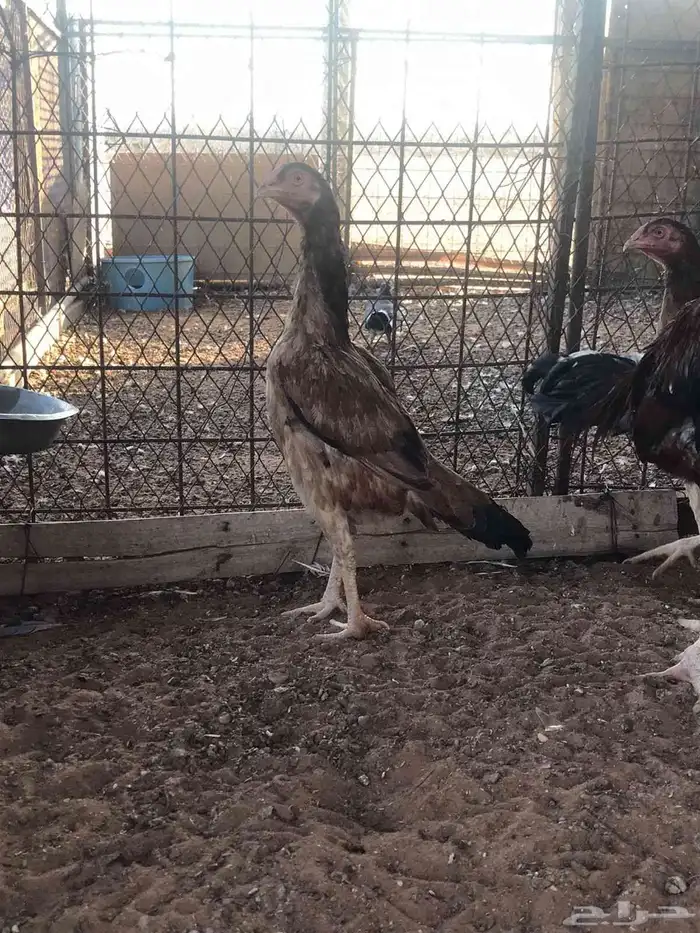 طقم شامو الماني 7