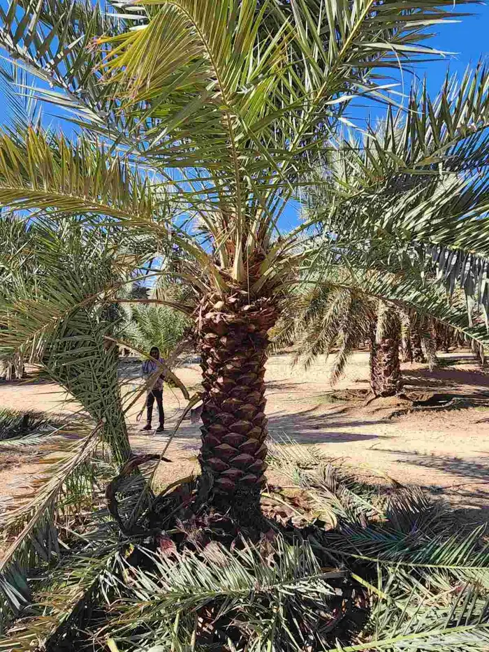 يوجد لدينا نخل عربي ونخل وشنطني 2