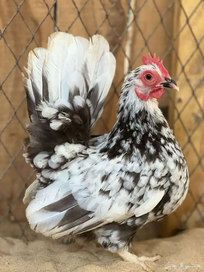 طقم جبانيز بوران فاخر 2