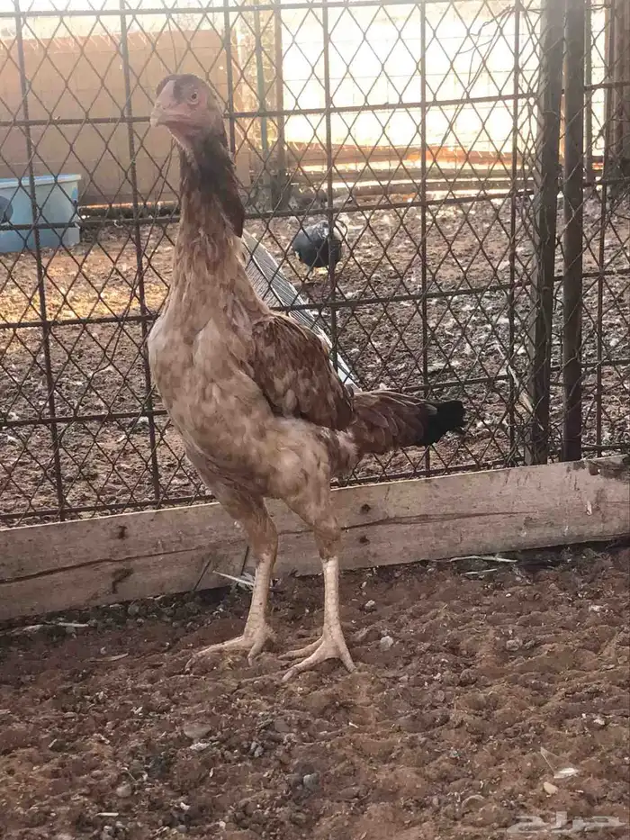 طقم شامو الماني 6