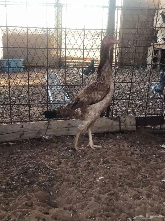 طقم شامو الماني 8