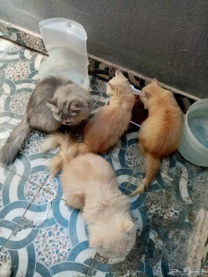 للبيع قطط صغار أليفة 0