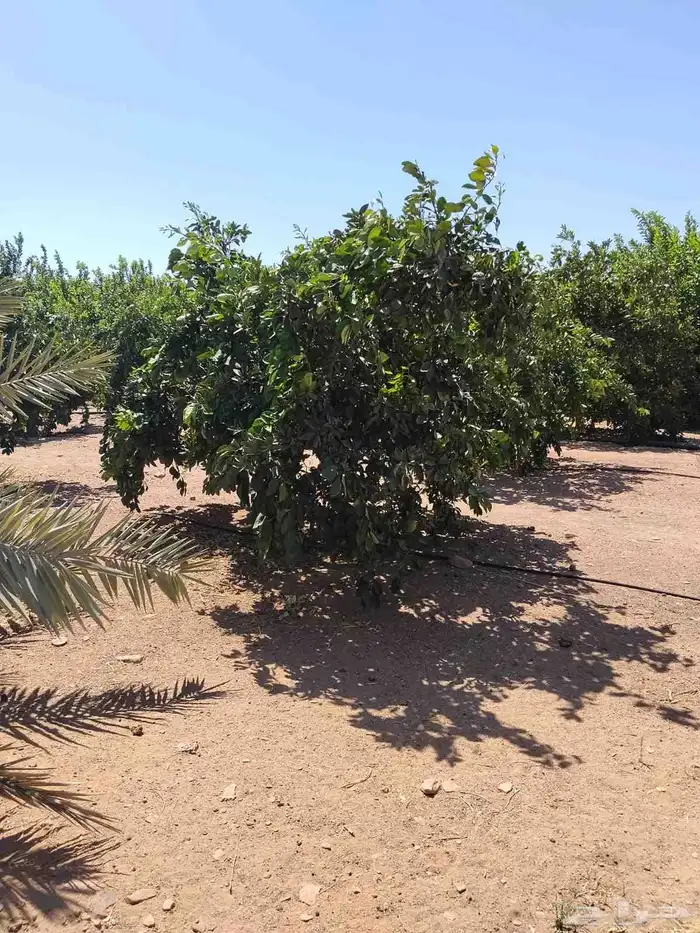 يوجد لدينا حمضيات برتقال يوسف فندي تين كمثرا ليمون عنب 5