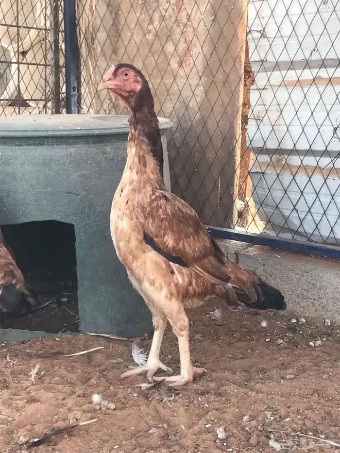 طقم شامو الماني 3