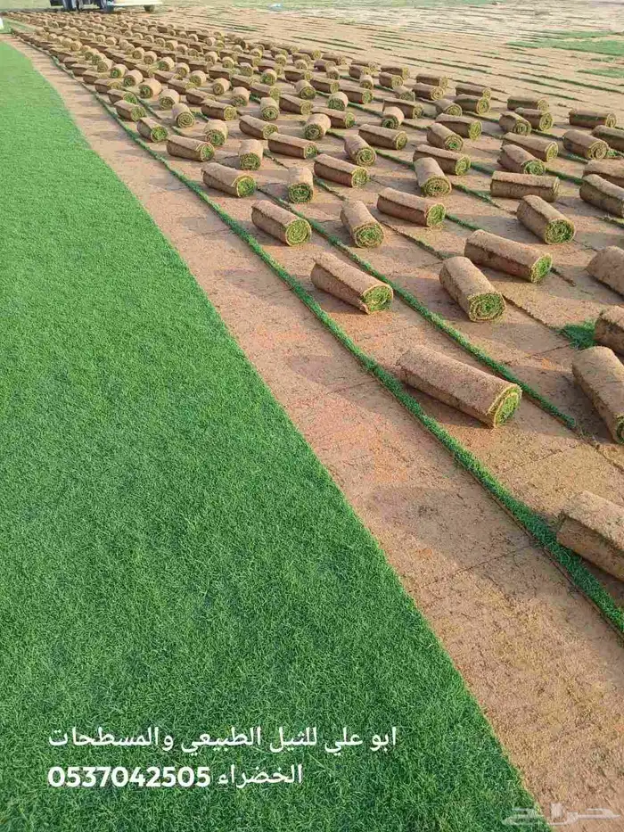 ابوياسين لبيع جميع انواع النخيل البلدي والواشنطن والفسيل 8