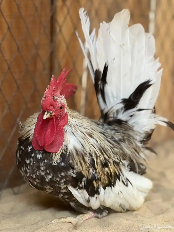 طقم جبانيز بوران فاخر 0