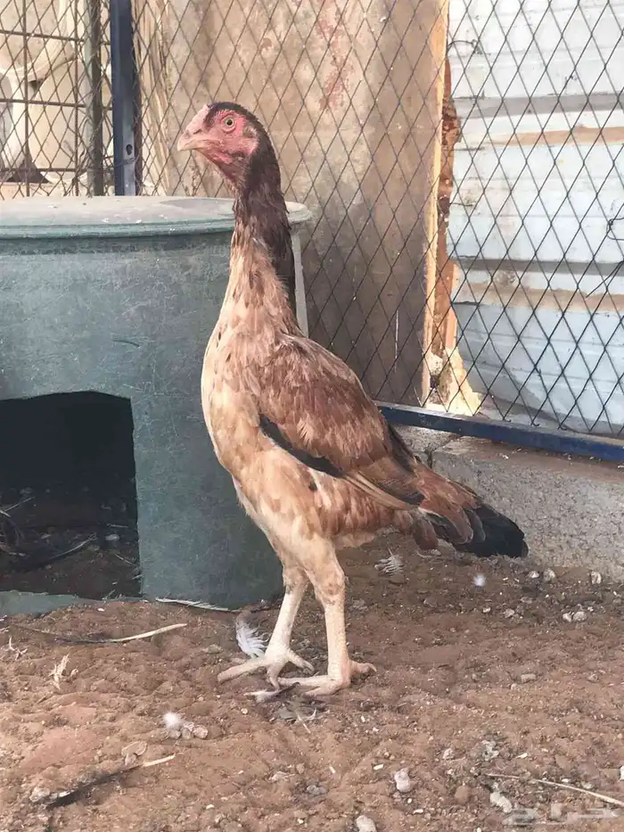 طقم شامو الماني 4