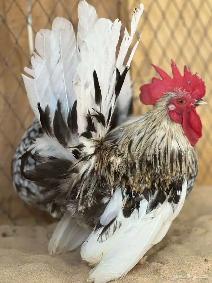 طقم جبانيز بوران فاخر 1