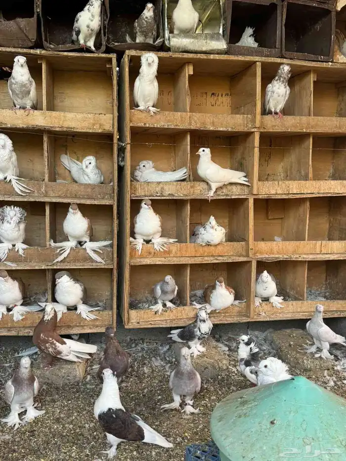 حمام زينه فيه اغلب انواع الزينه 0