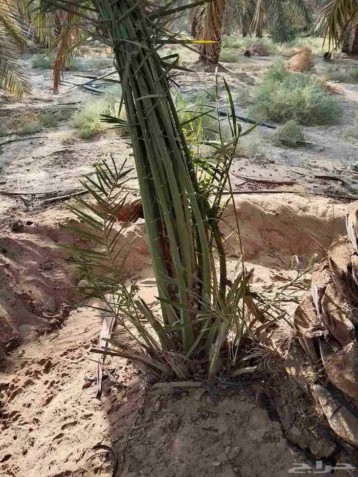 نخيل_مثمر_بجميع_انواعه_ومقاسته_المختلفه 1